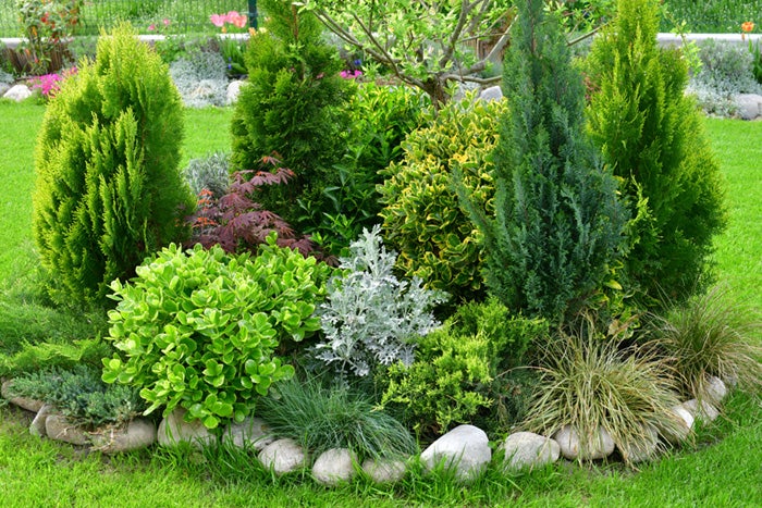 Bushes of a number of varieties fill the frame, with a small patch of green grass at the base