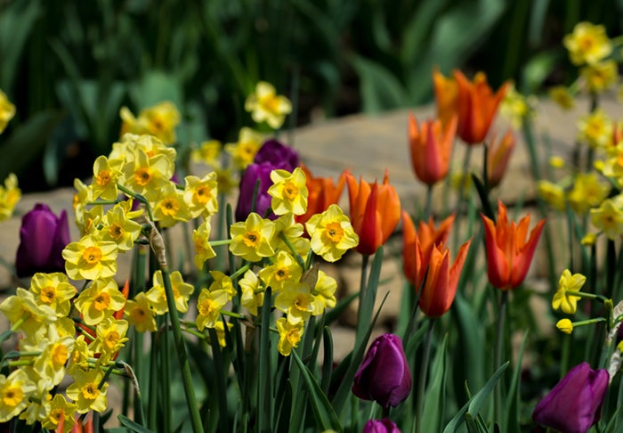 Different sunlit spring flowers in a park. Yellow daffodils growing beneath purple and red tulips.
