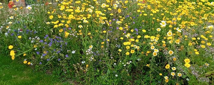 A patch of pretty wild flowers in a garden