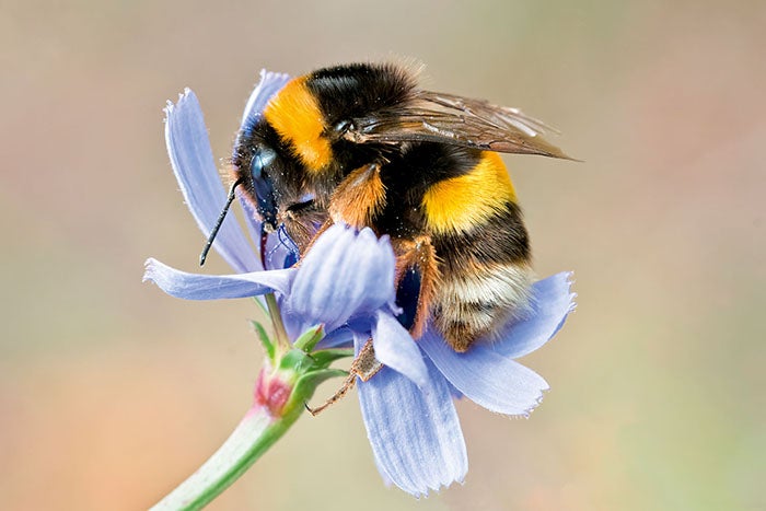 A close up shot of a honey bee
