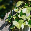Close up of Ivy growing on a fence