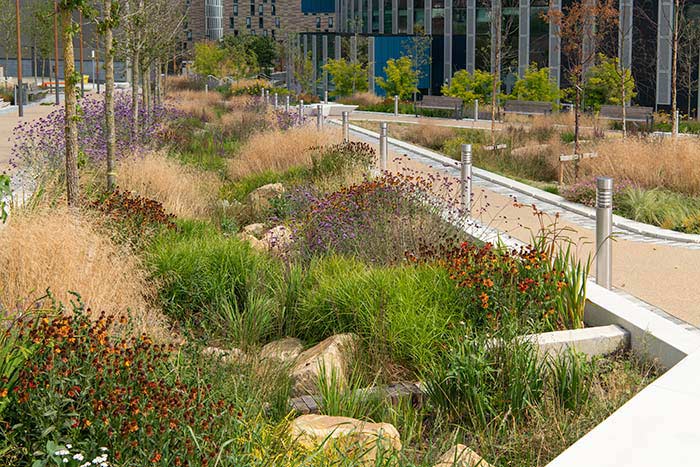 A varied collection of shrubs, plants and flowers next to a walkway on a new housing development
