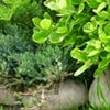 Close up of selection of shrubs