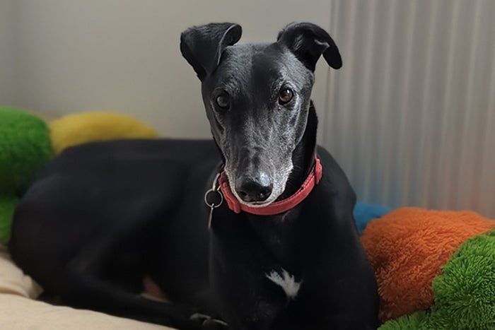 A black lurcher dog