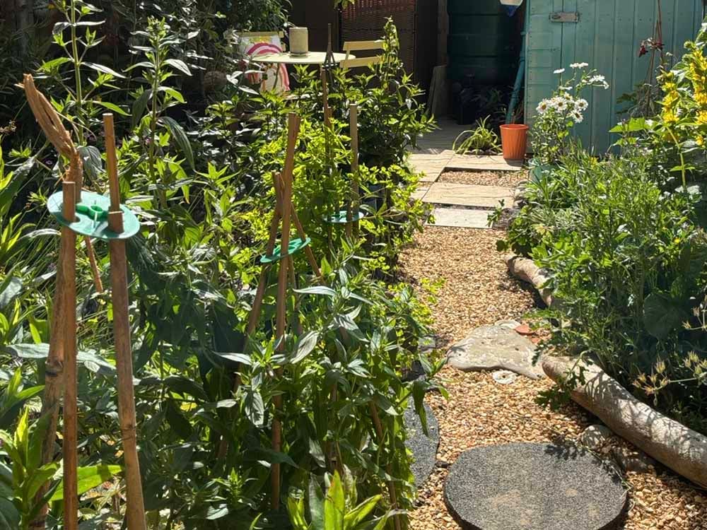 A garden in full bloom