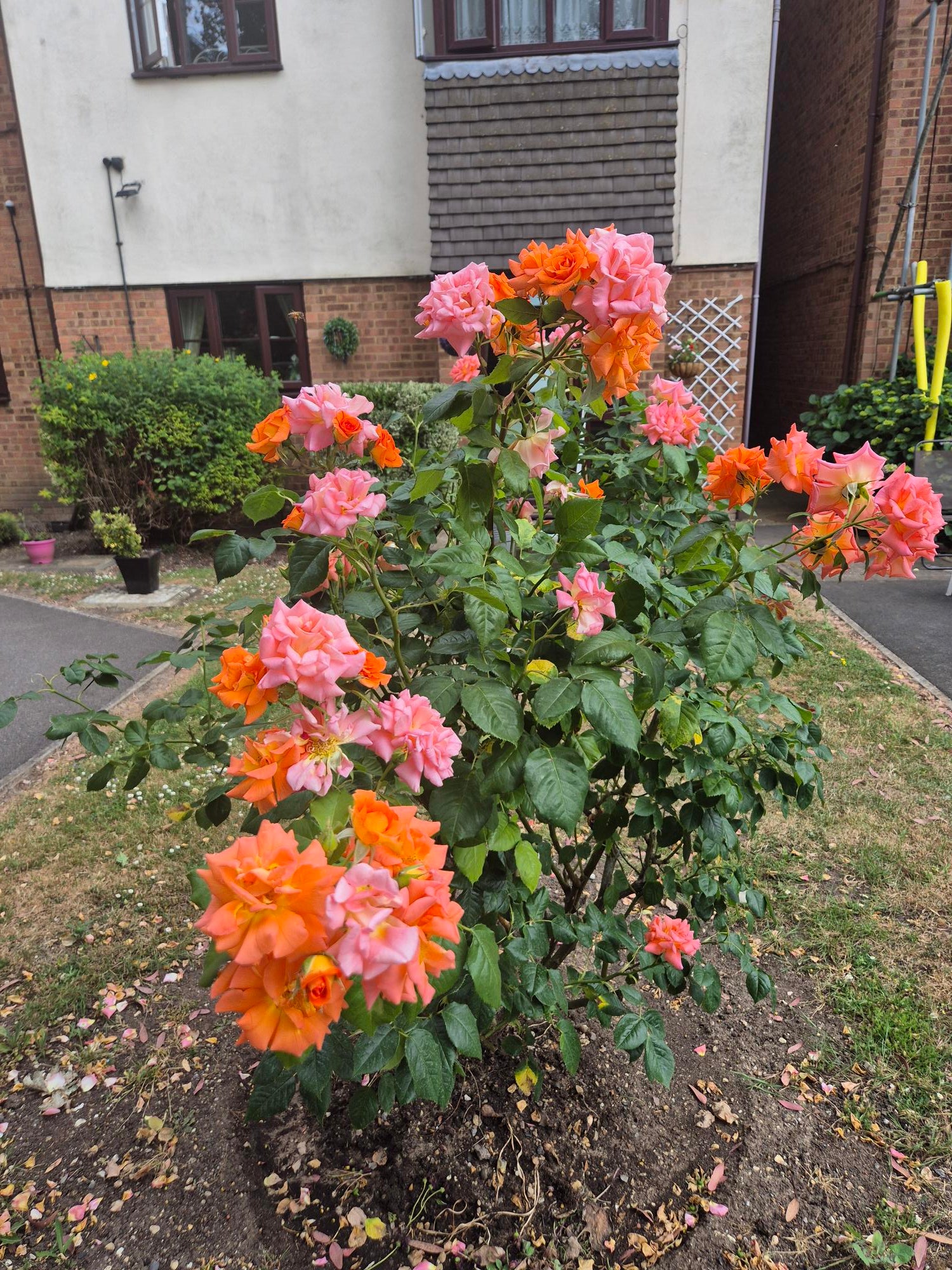 Flowers at Parkfield House