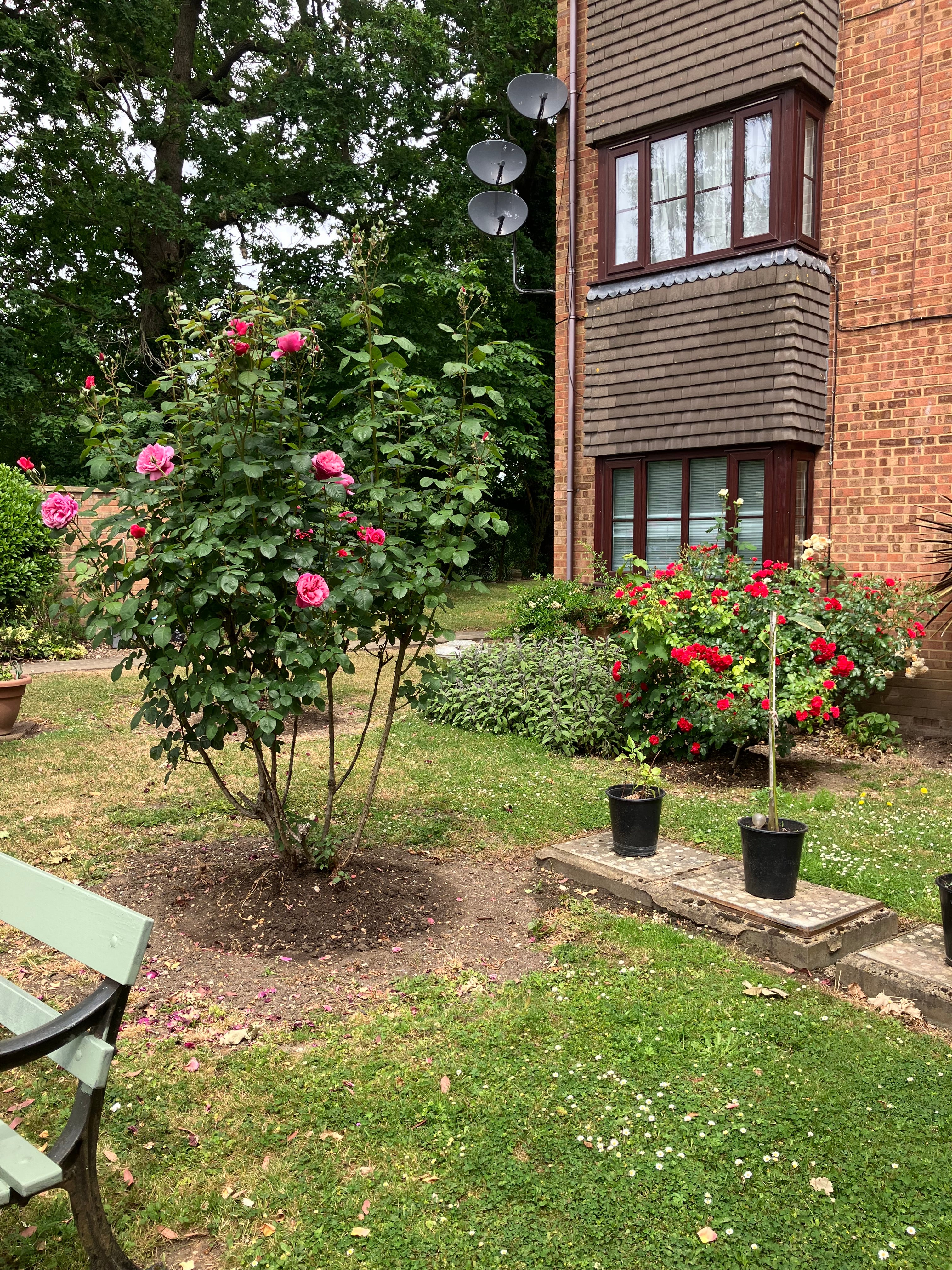 Flowers at Parkfield House