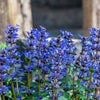 Close up of Blue Bugle plant