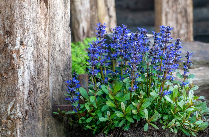 Ajuga reptans commonly known as purple or blue bugle, whole plant in flower with a blurred background, textured wood to left side.