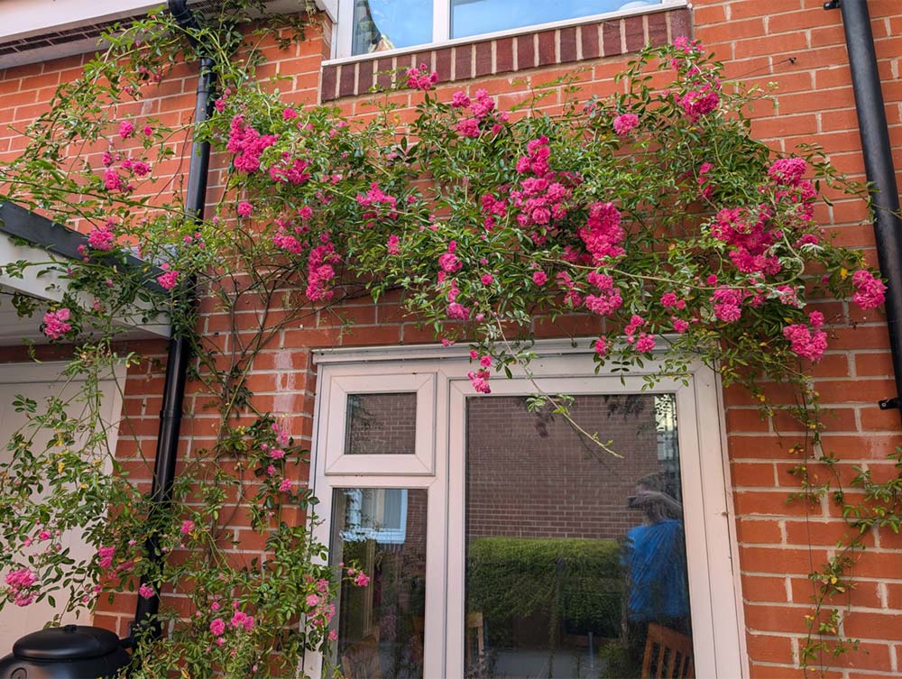 Climbing plant with pink flowers growing along the side of a house