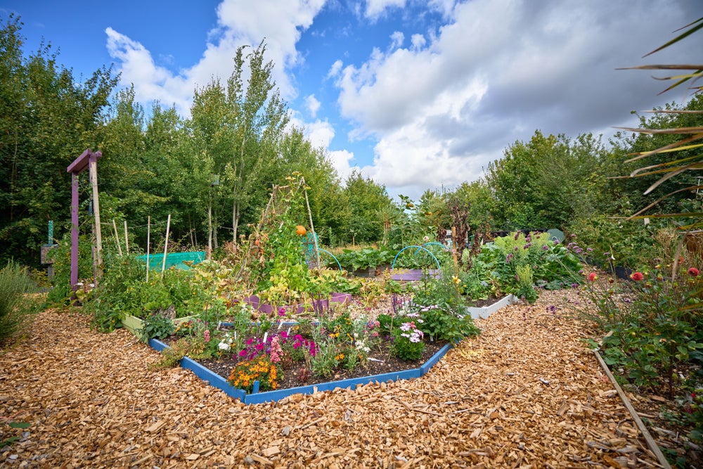 Poppy Community Garden - Thriving Community Garden award_2