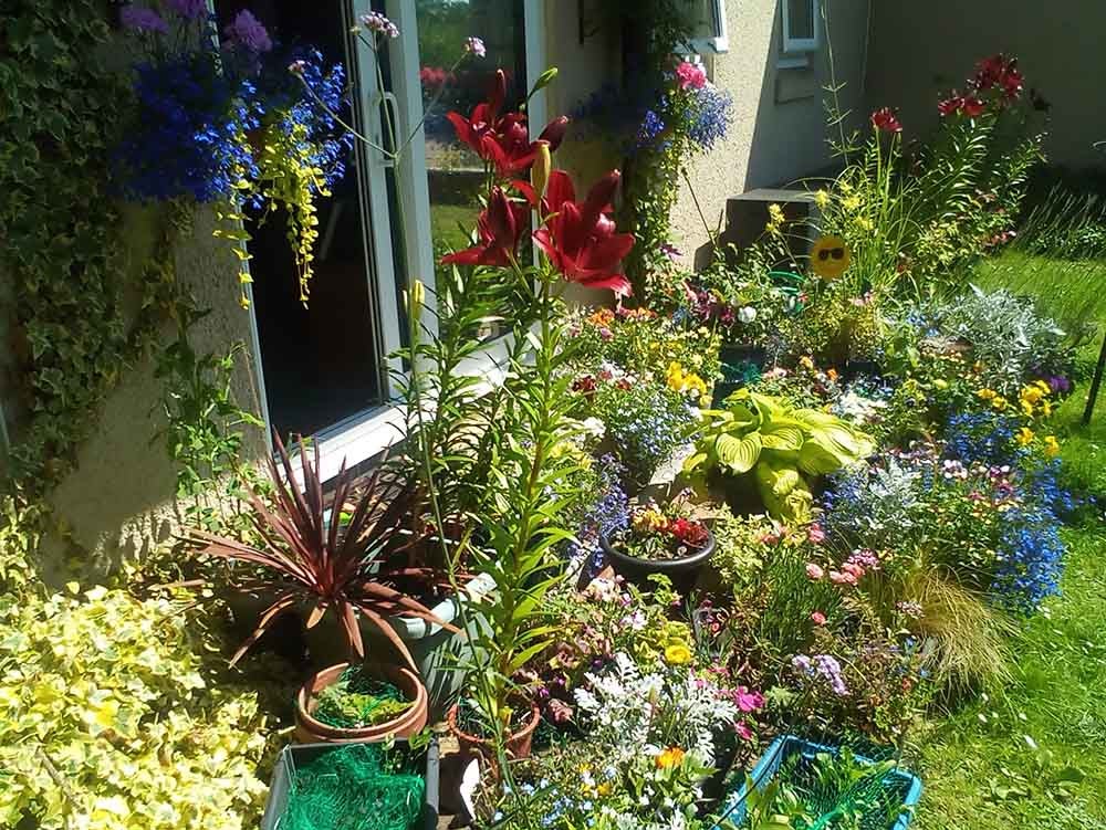 A garden in full bloom