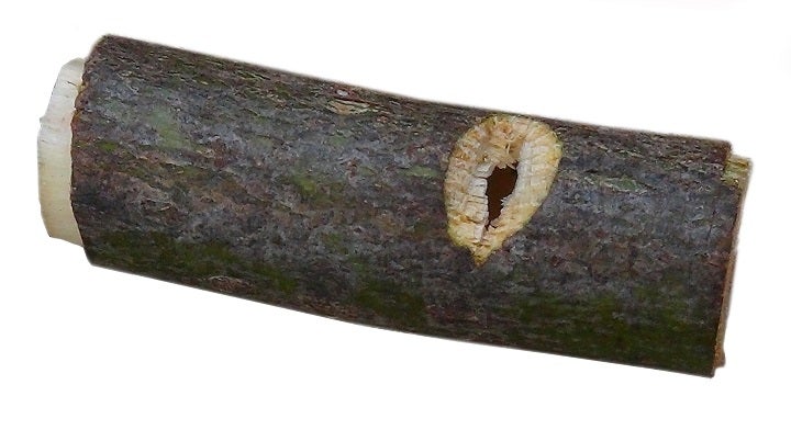 Kleines Instrument mit Mundstück und ohne Stöpsel: MP02