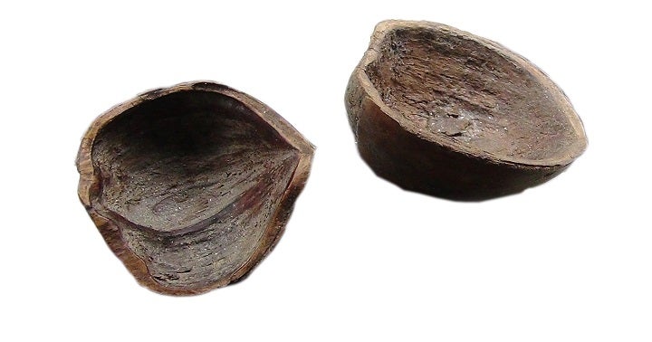 Die Hälfte einer kleinen Haselnussschale: MP26