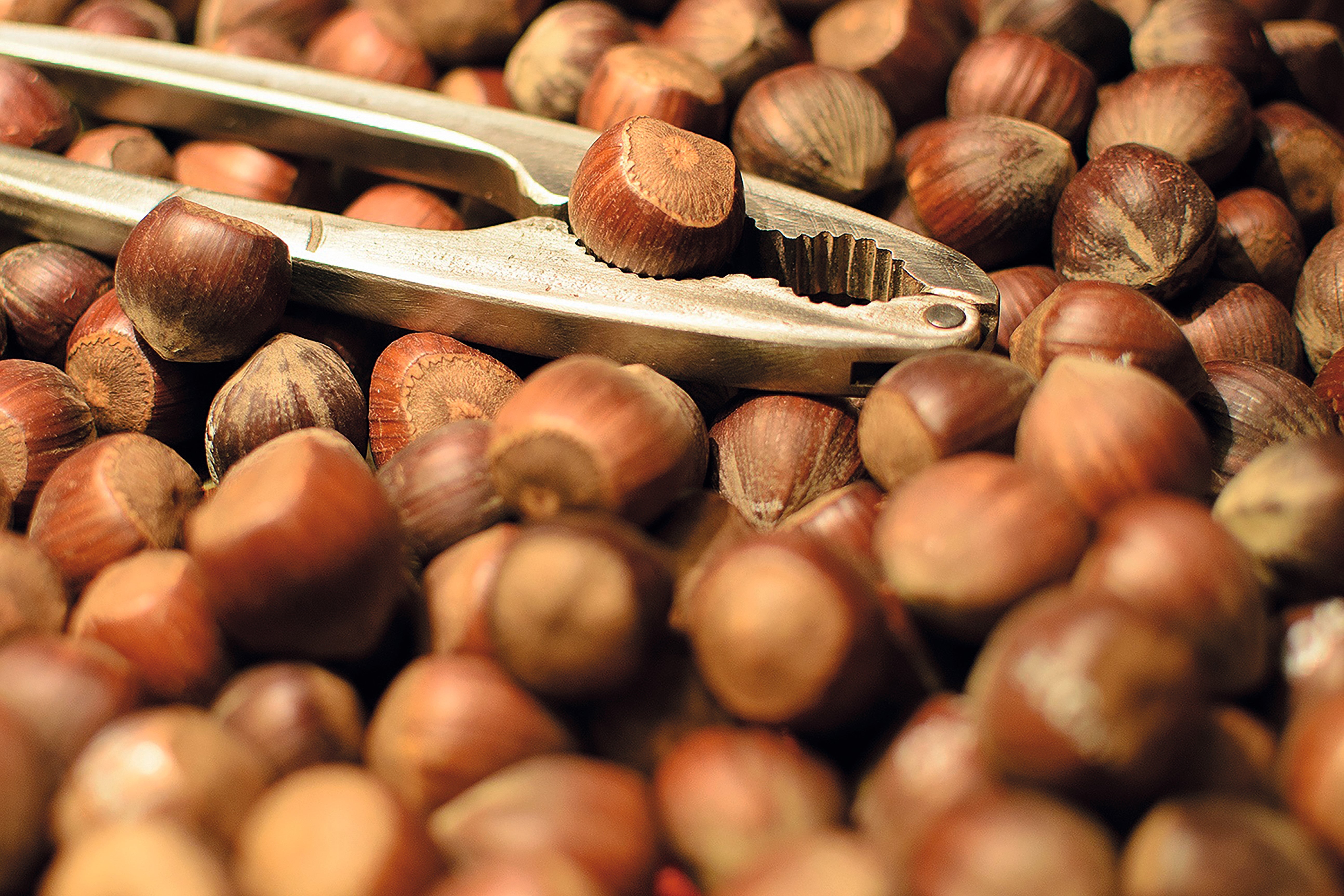 Sapientia ludens: Knack die Nuss!