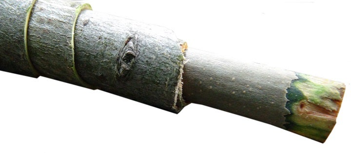 Horn aus Salweidenrinde mit Doppelrohrblatt MP30B