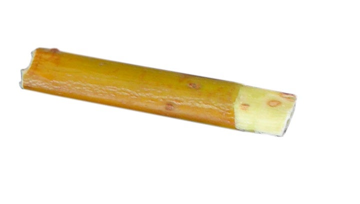 Doppelrohrblatt: MP12