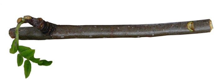 Maienpfeife mit abgeschrägtem Mundstück: MP27