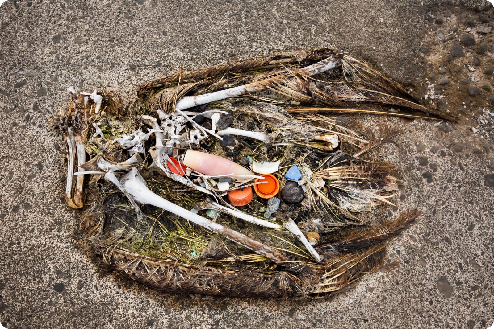 Plastic is not food for our feathered friends.