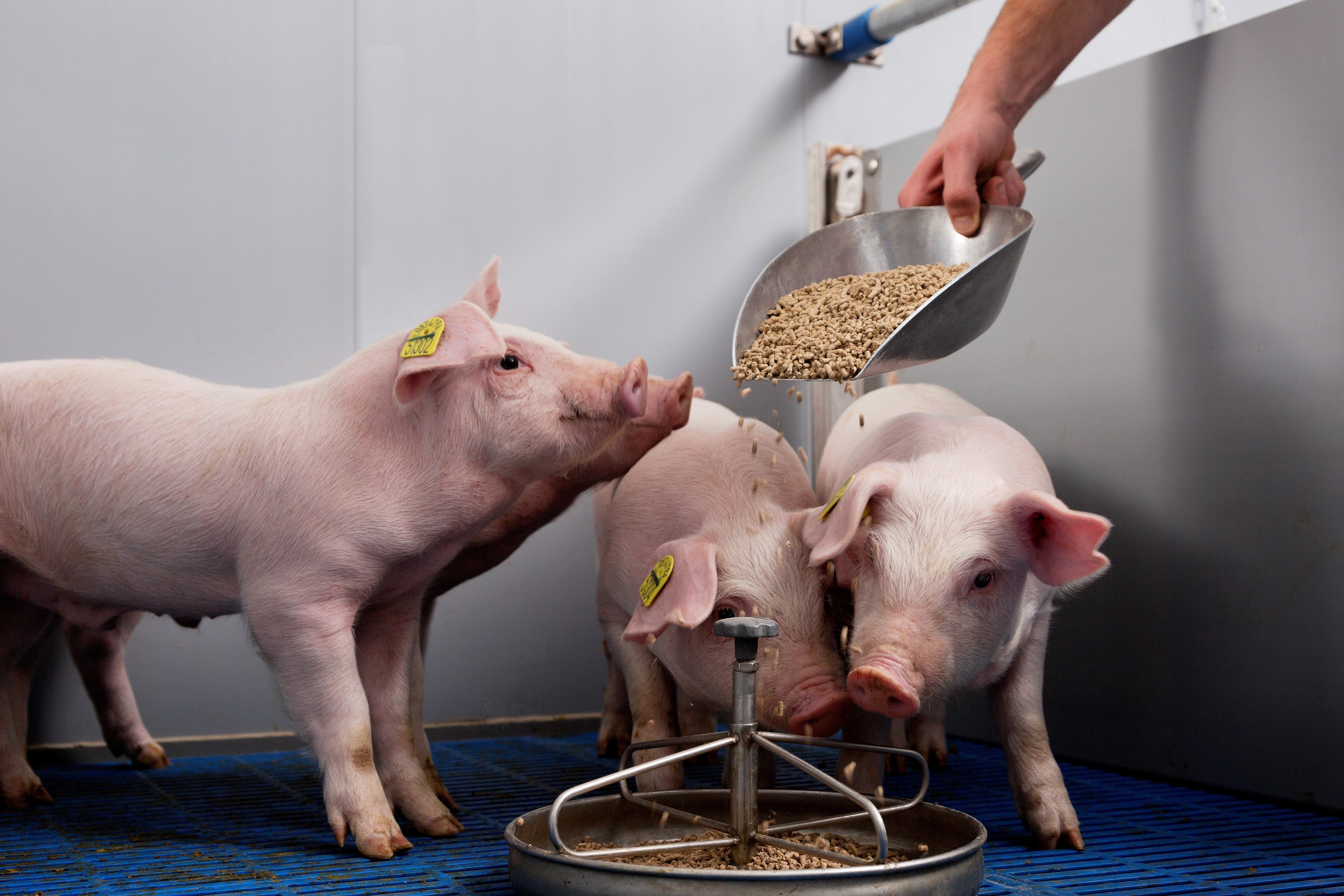 Чем кормить свиней для быстрого. Кормление свиней. Откорм свиней. Свиноводство корма. Комбикорм для свиней.
