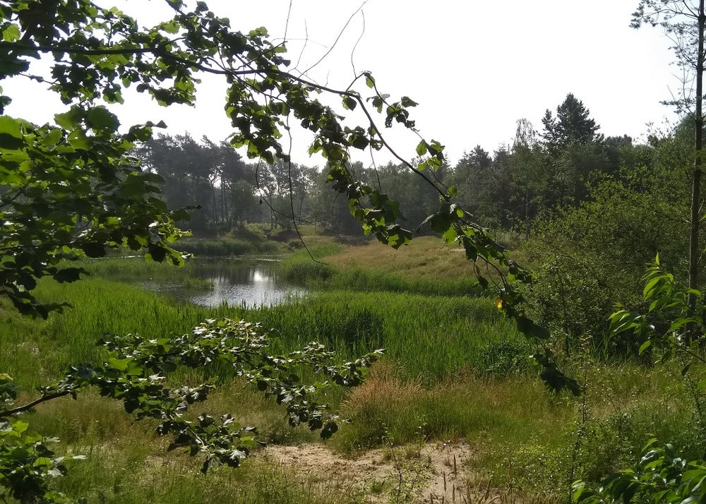 Een afbeelding van de natuur en haar bronnen.