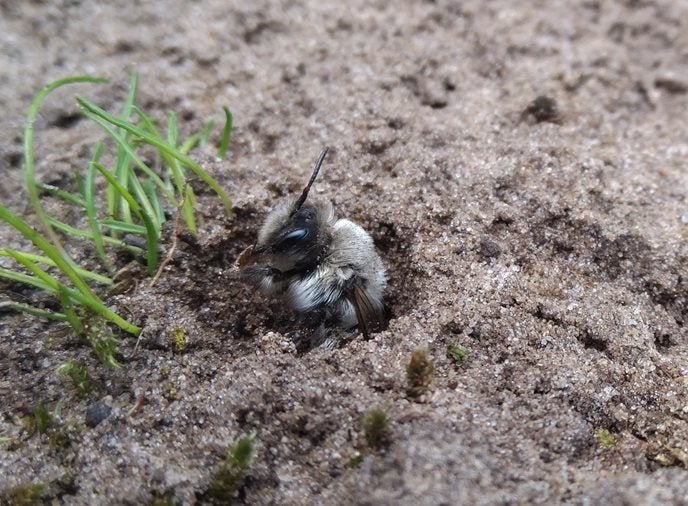 Sint Jansteen grijze zandbij