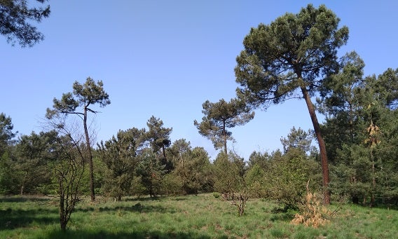 Bijzondere flora en fauna in Huijbergen.