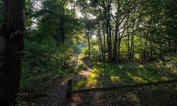 Soortenrijk gemengd bos van Huijbergen