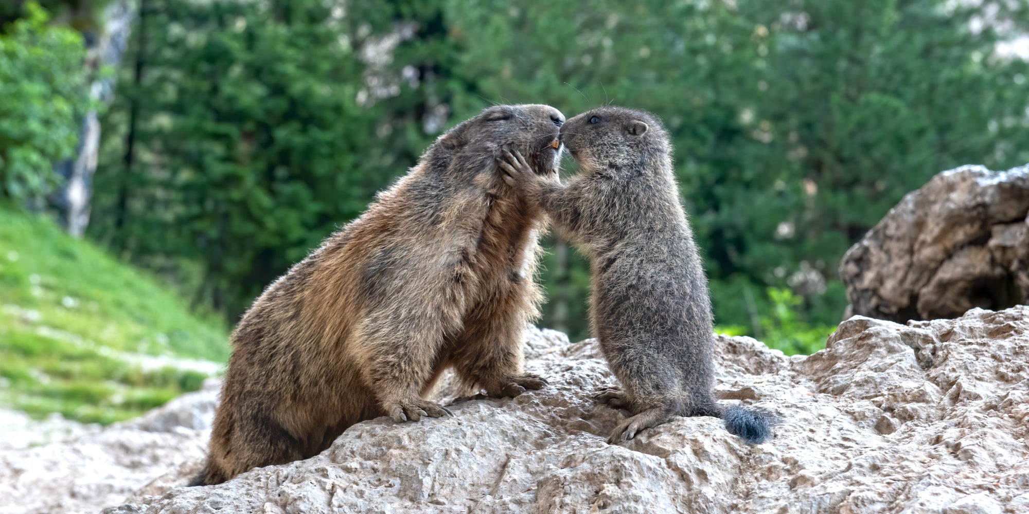 Savôse bele che ...