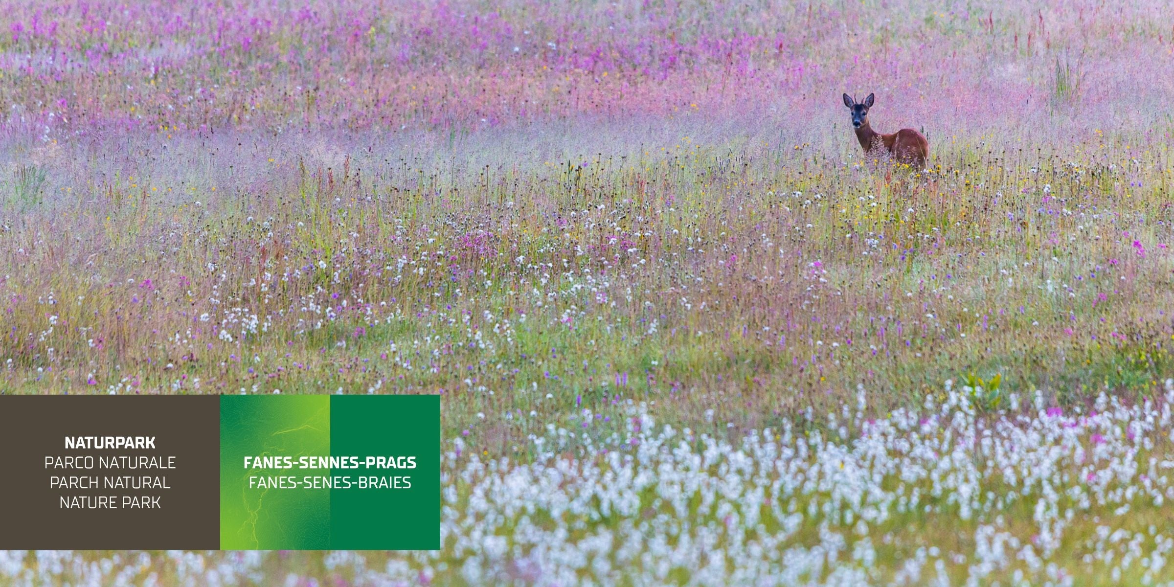 Pra de Armentara (Archif Ofize Natöra, fotografia Johannes Wassermann)