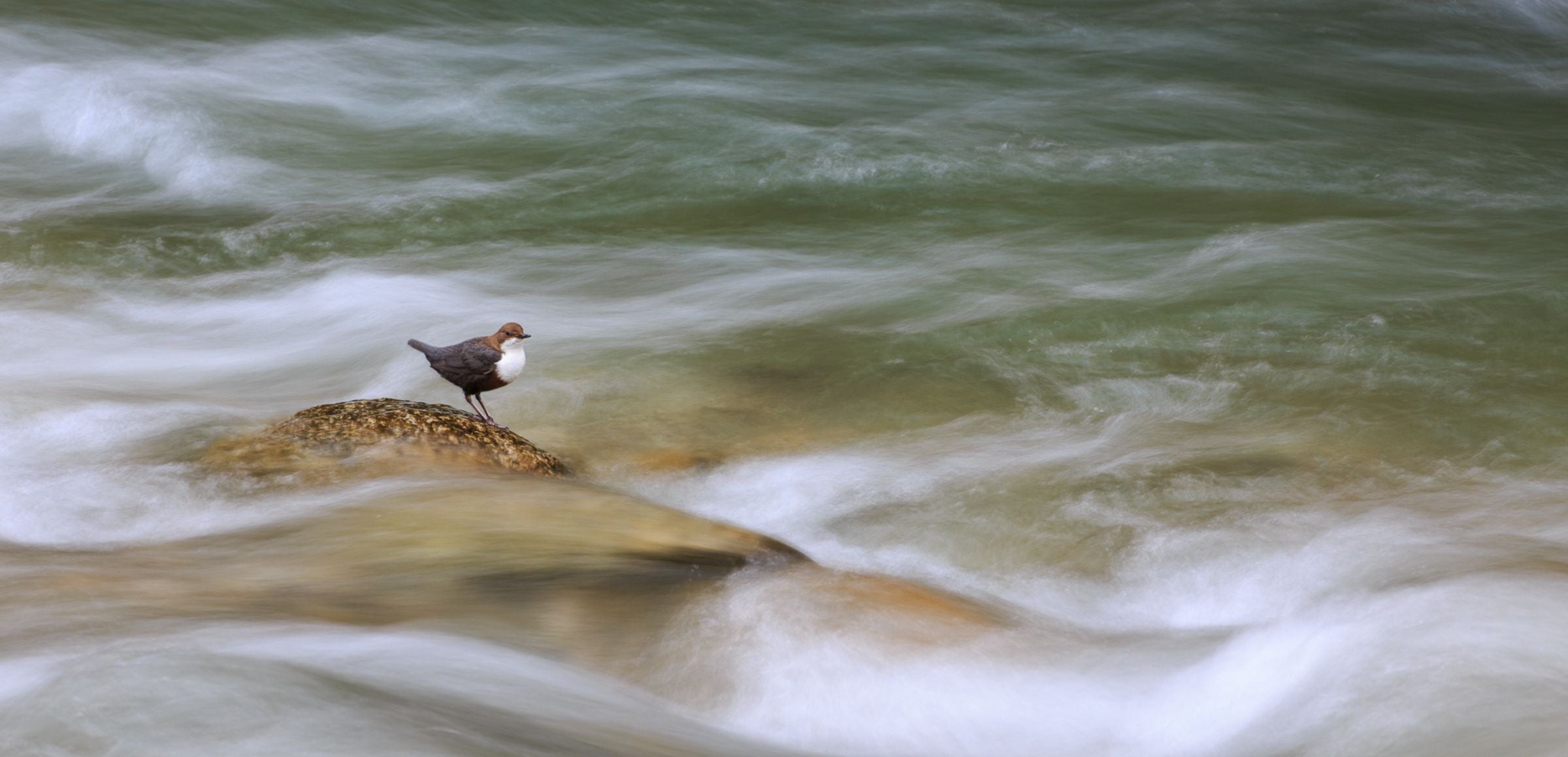 Wasseramsel, Cinclus cinclus (Archiv Amt für Natur, Foto Sepp Hackhofer) 