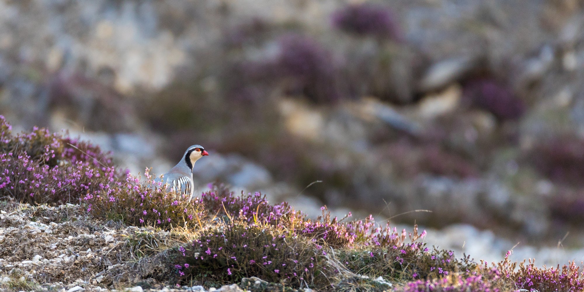 Steinhuhn, Naturpark Fanes-Sennes-Prags (Archiv Amt für Natur, Foto Manuel Plaickner)