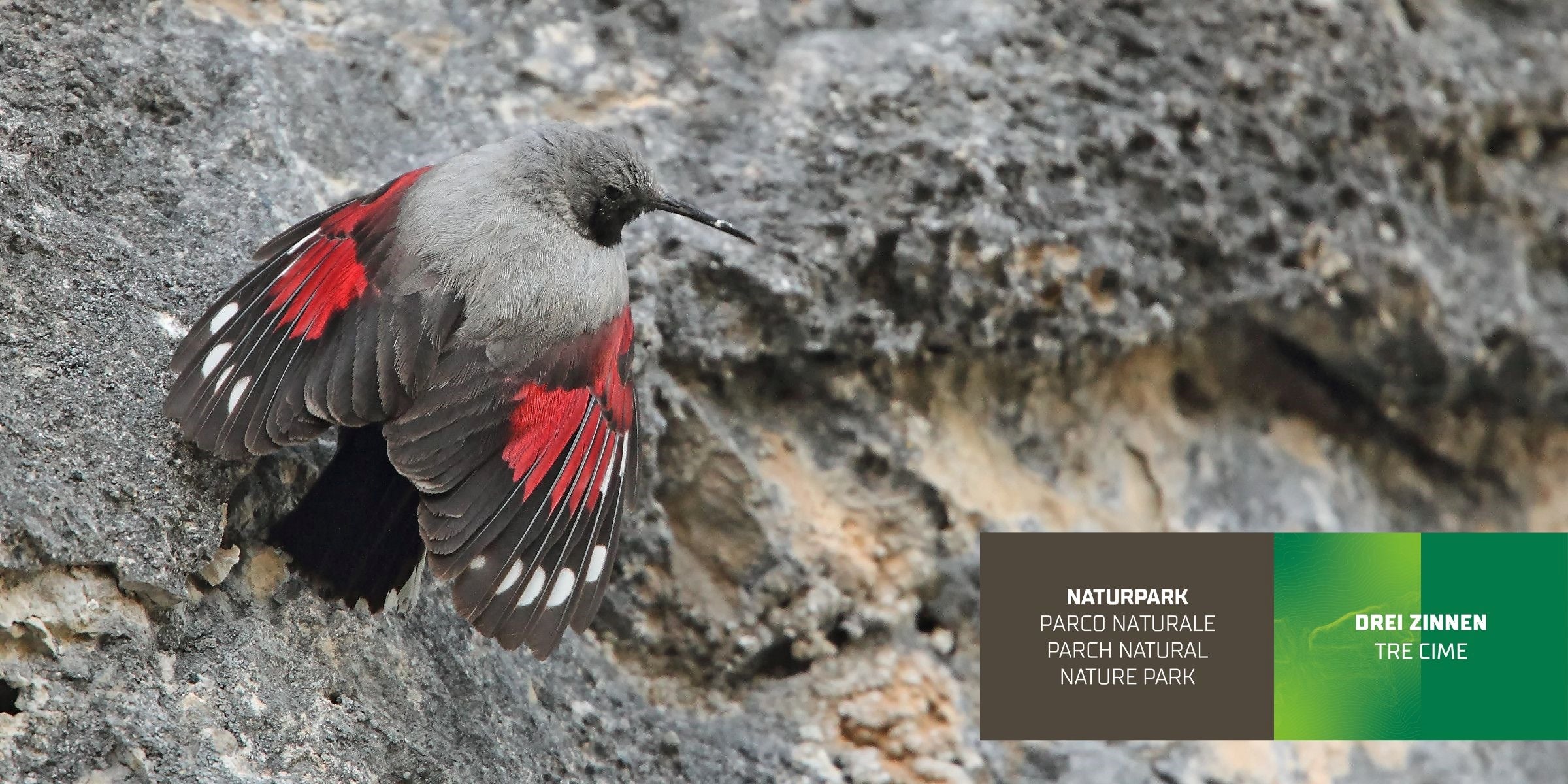 Mauerläufer (Archiv Amt für Natur, Foto Tetraon)
