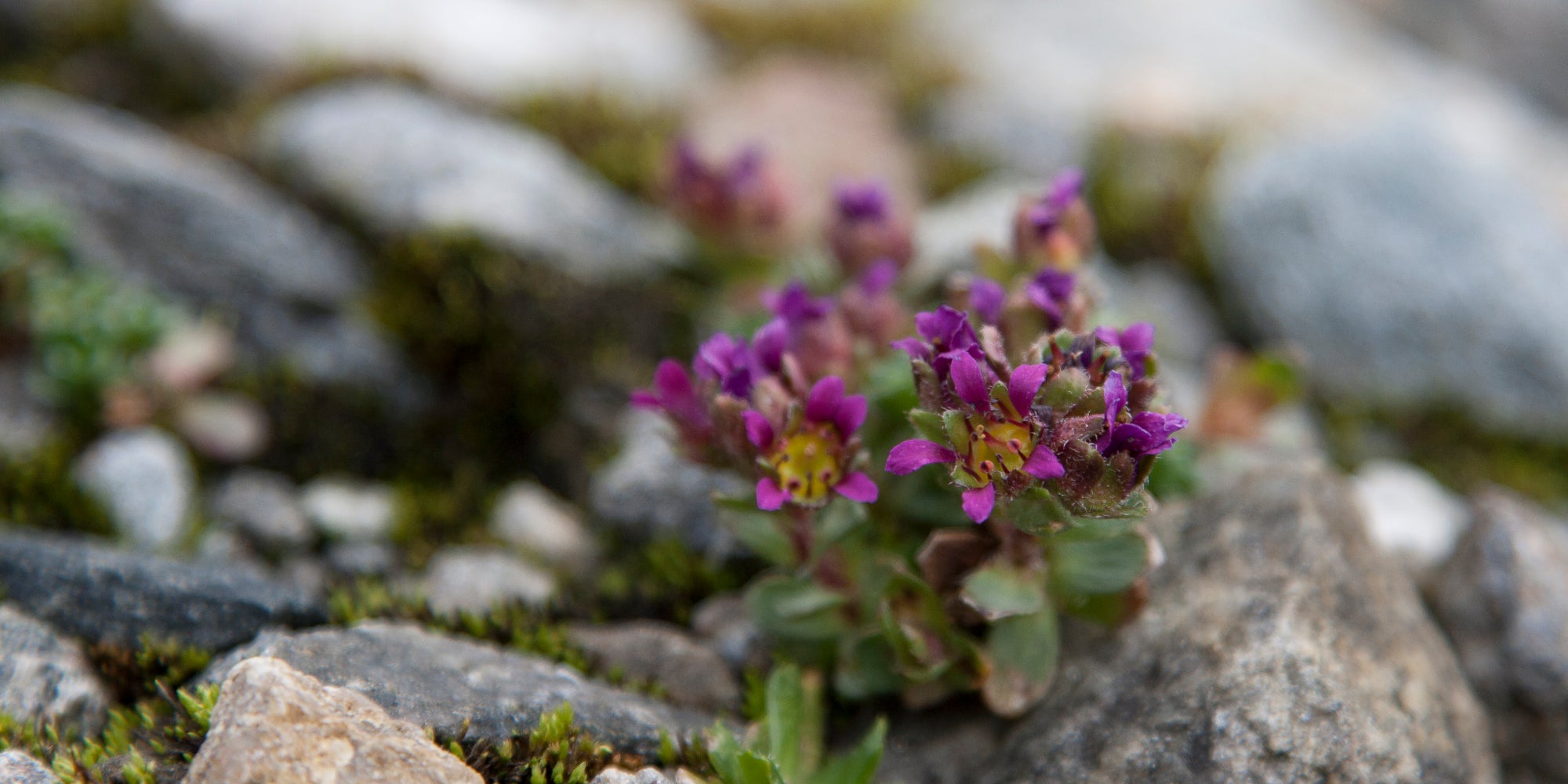 Zweiblütiger Steinbrech (Archiv Amt für Natur, Foto Sepp Hackhofer)