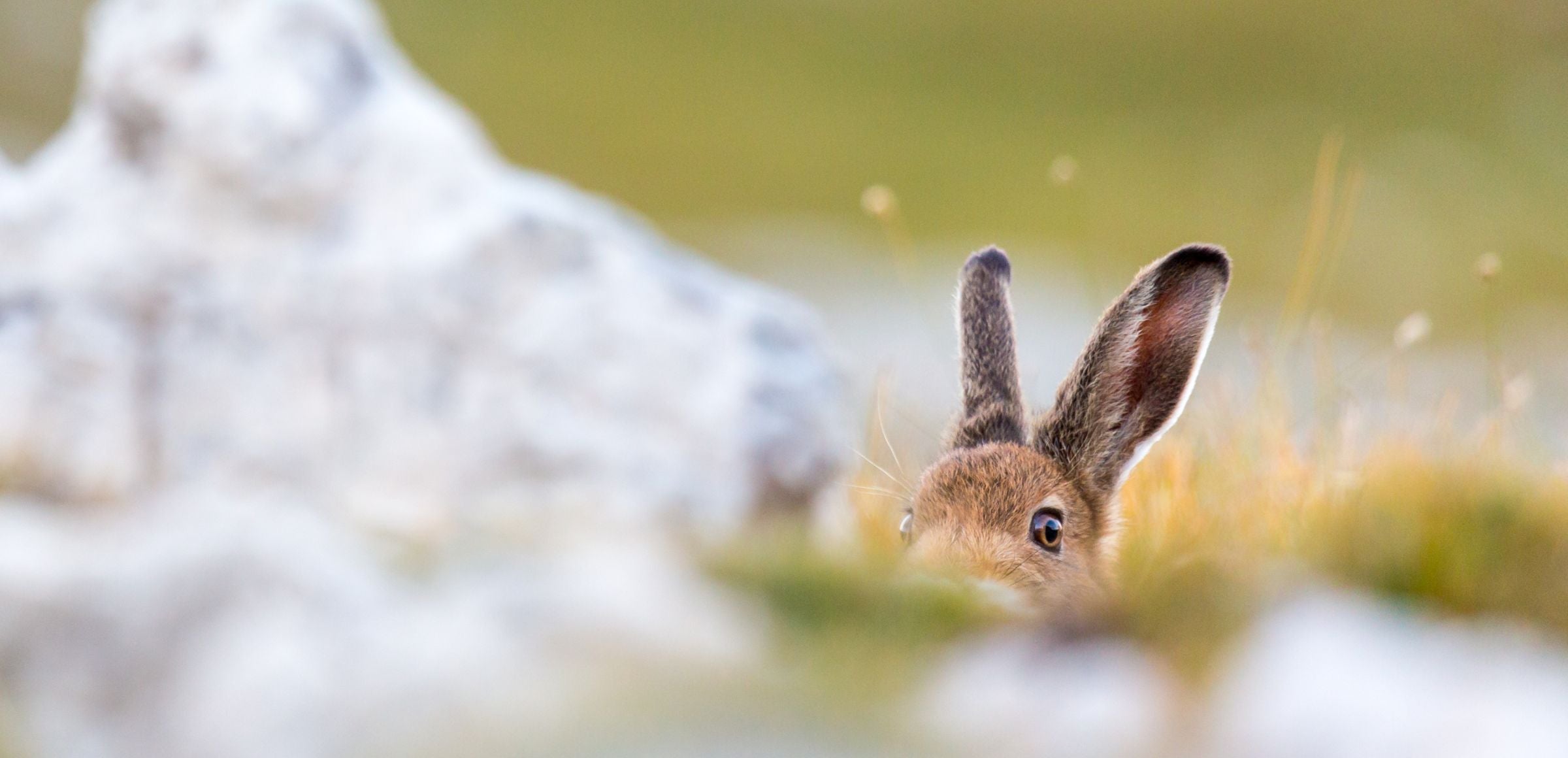 Alpenschneehase (Archiv Amt für Natur, Foto Manuel Plaickner)