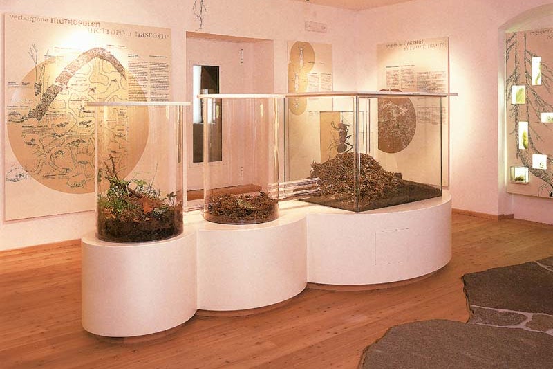 Mostra permanente sulle formiche nel Centro visite Monte Corno (Archivio Ufficio Natura)