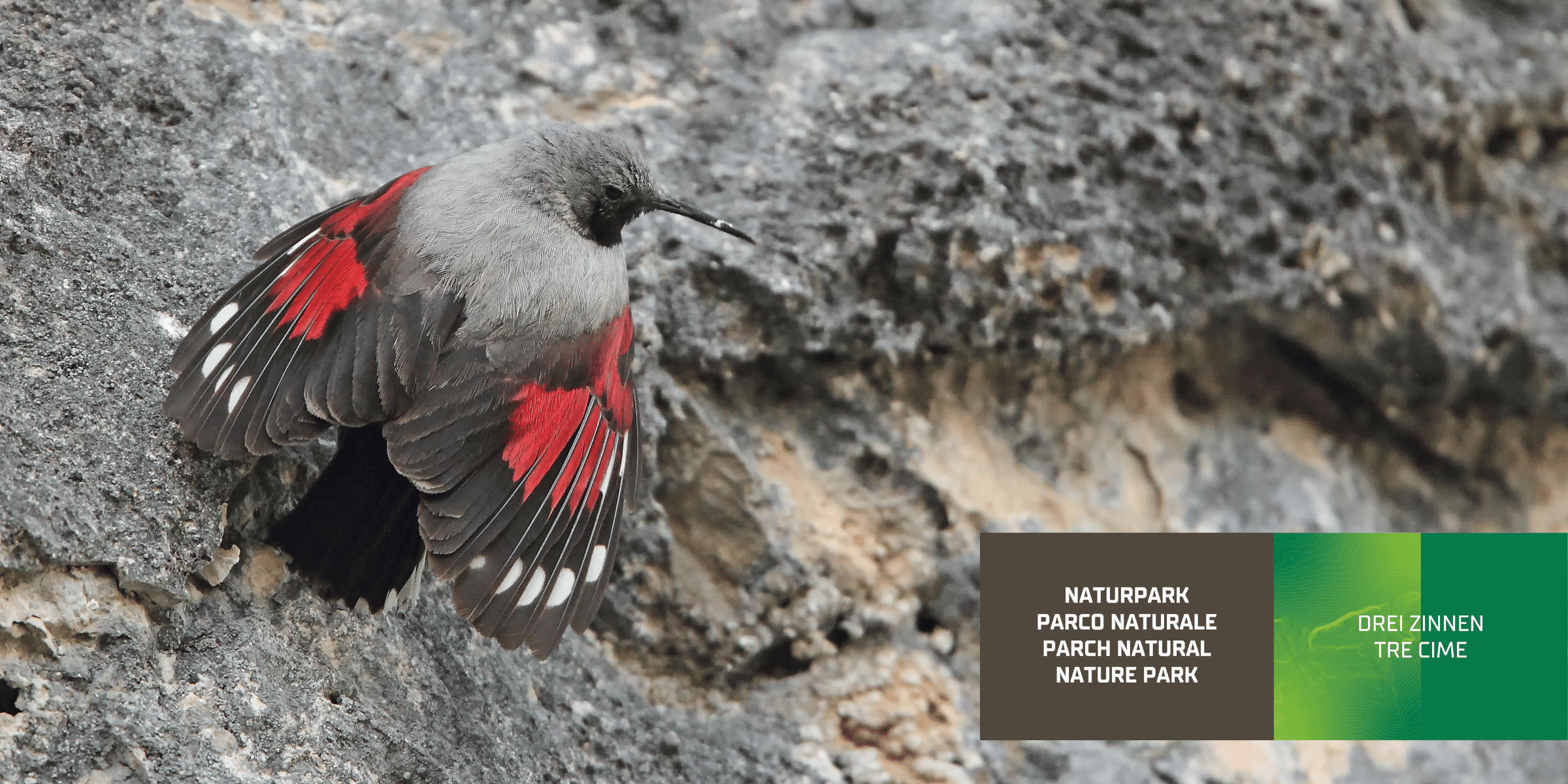 The Wallcreeper (archive Amt für Natur / Ufficio Natura, photo Tetraon)