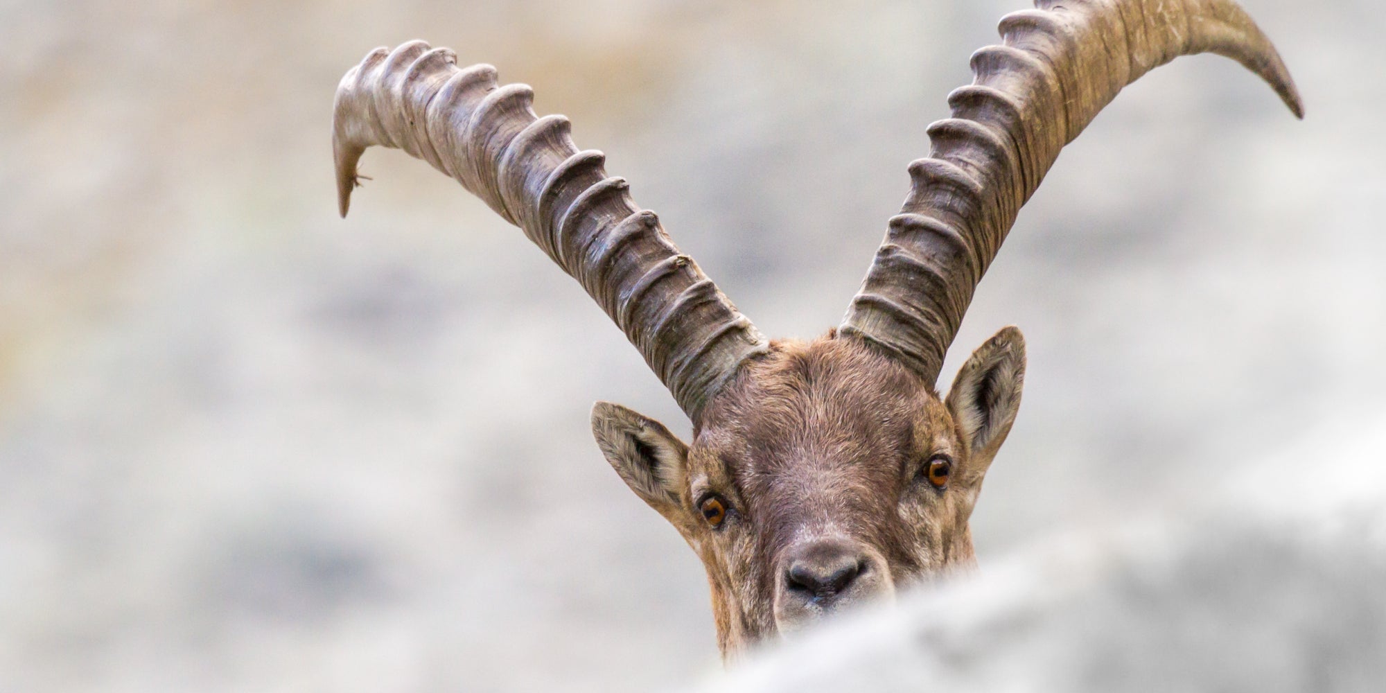 Lo stambecco è una specie di capra selvatica delle Alpi (Archivio Ufficio Natura, Foto Manuel Plaikner)