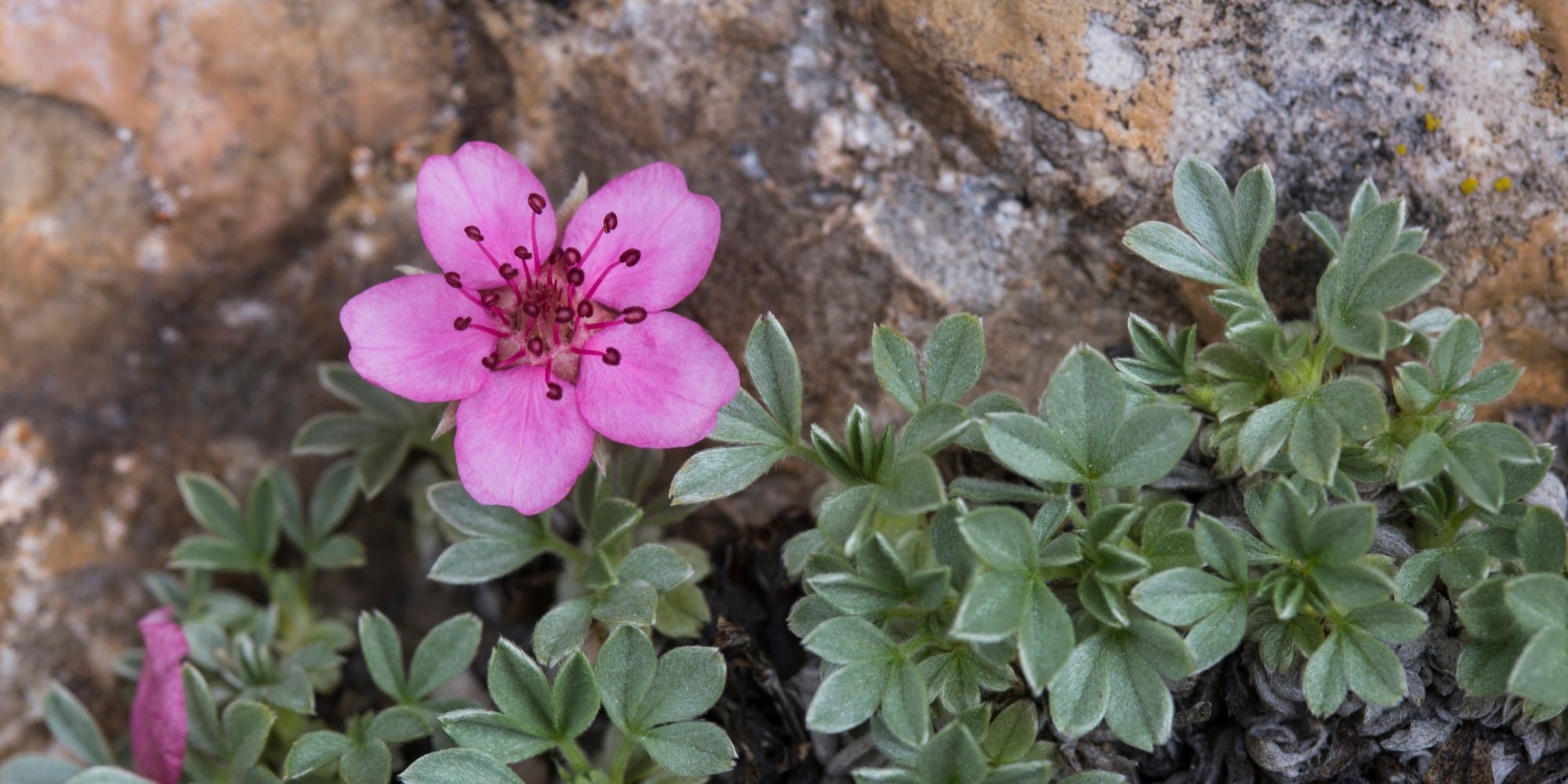 Dolomiten-Fingerkraut (Archiv Amt für Natur, Foto Sepp Hackhofer)