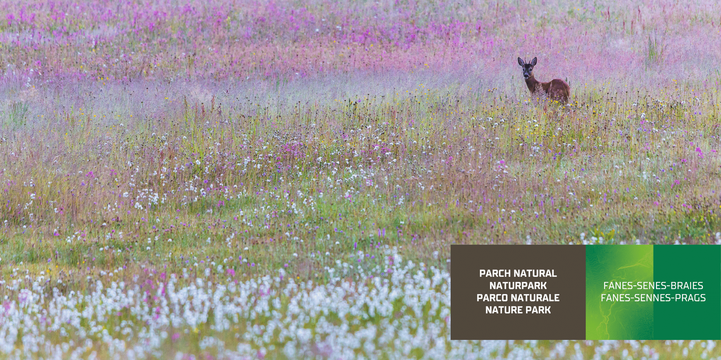 Prati Armentara (Archivio Ufficio Natura, Foto Johannes Wassermann)