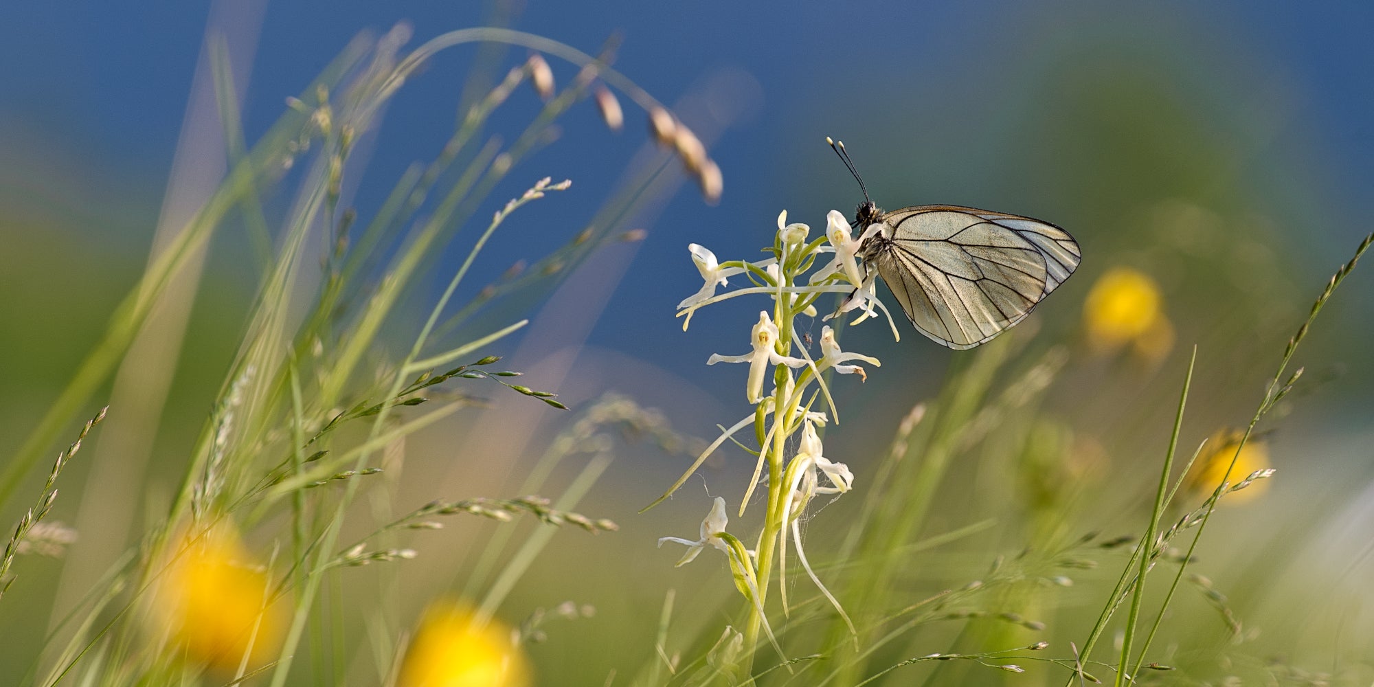 Pieride del biancospino (Archivio Ufficio Natura, Foto Silvio Luis Bejarano Montoya)