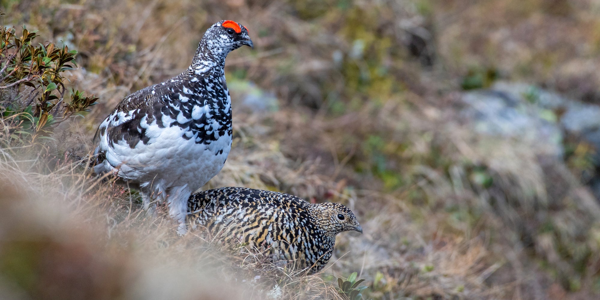 Alpenschneehuhn (Archiv Amt für Natur, Foto Claudio Sferra)