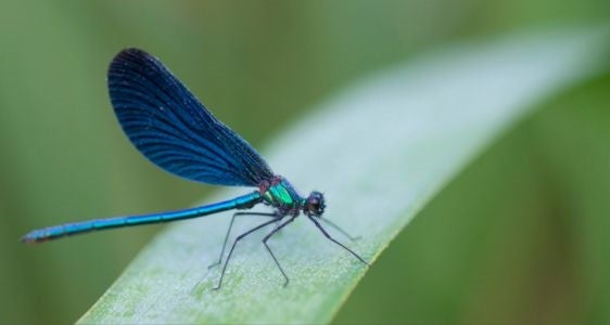 [external Link]: Studien und Erhebungen