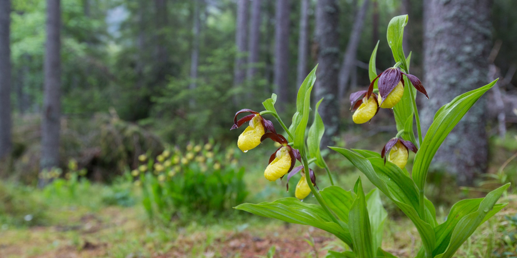 Der Frauenschuh, eine streng geschützte Orchideenart (Archiv Amt für Natur, Foto Sepp Hackhofer)
