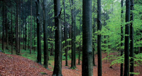 [external Link]: Virtuelle Wanderungen