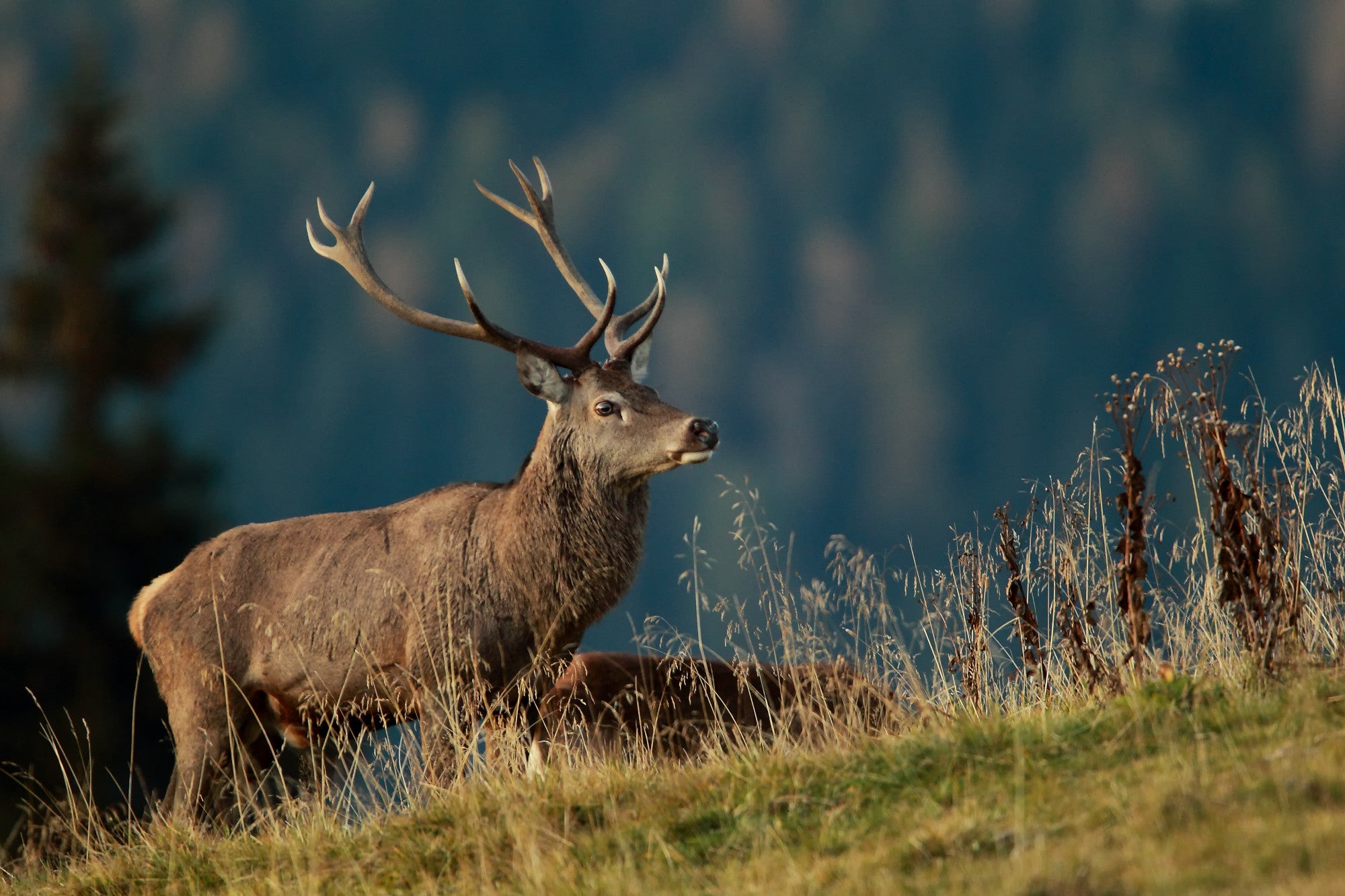 Der Rothirsch (Archiv Amt für Natur, Foto TETRAON)