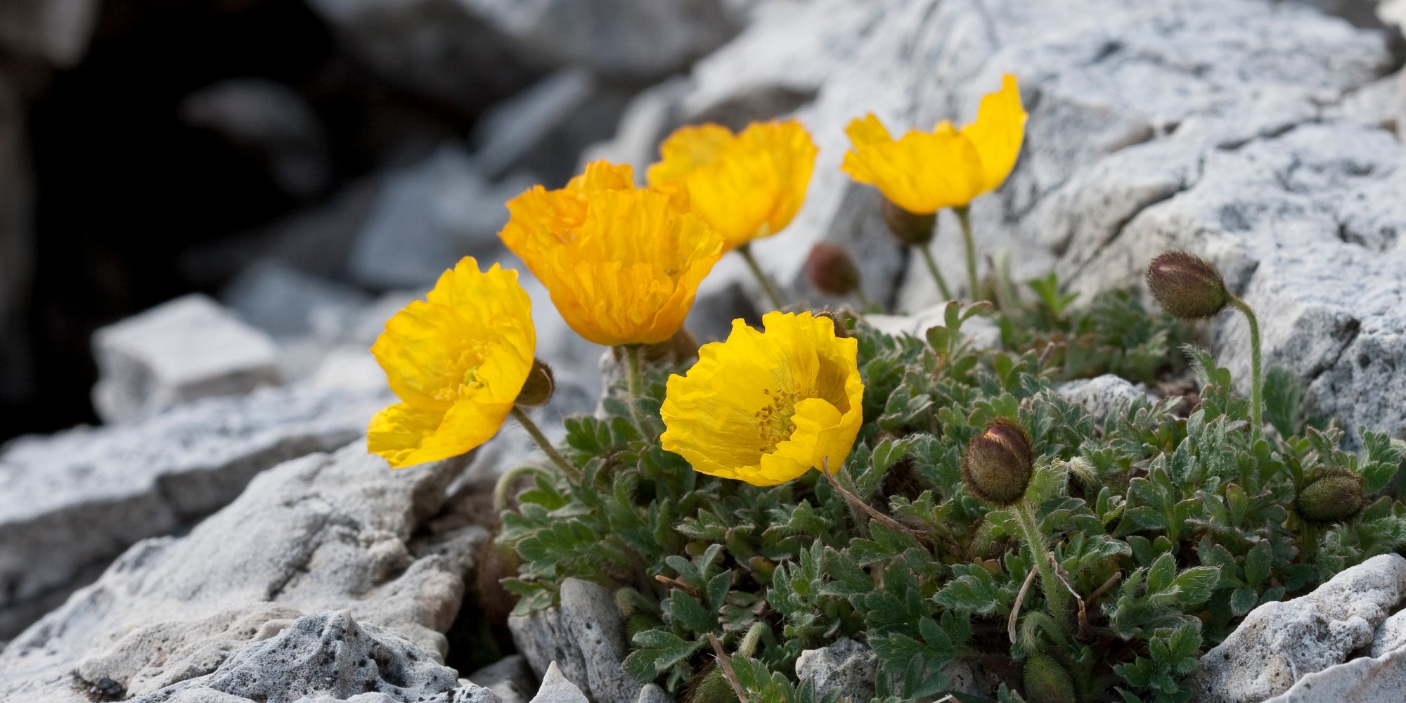 Alpen-Mohn (Archiv Amt für Natur, Foto Sepp Hackhofer)
