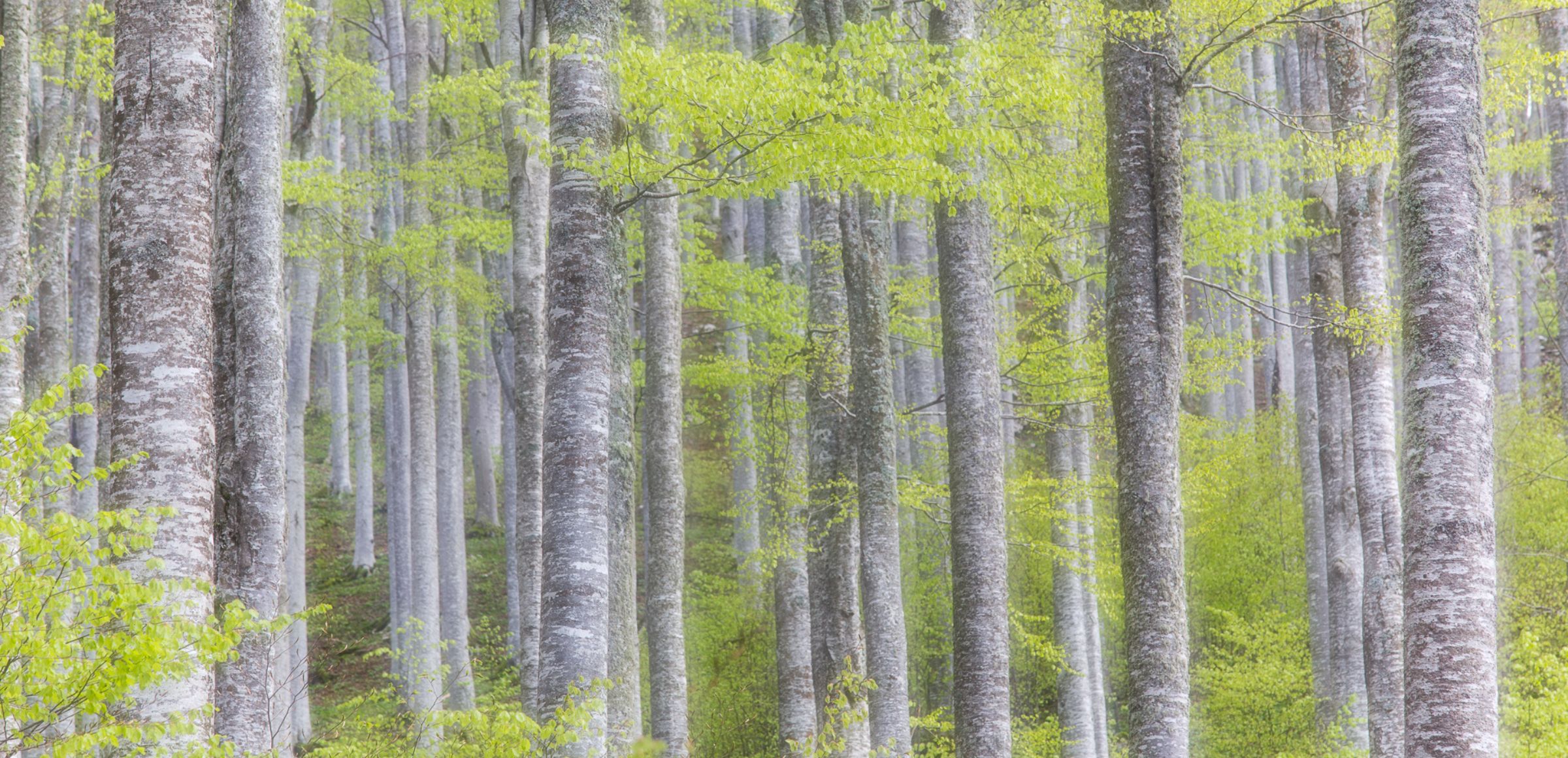 Buchenwald (Archiv Amt für Natur, Foto Sepp Hackhofer)
