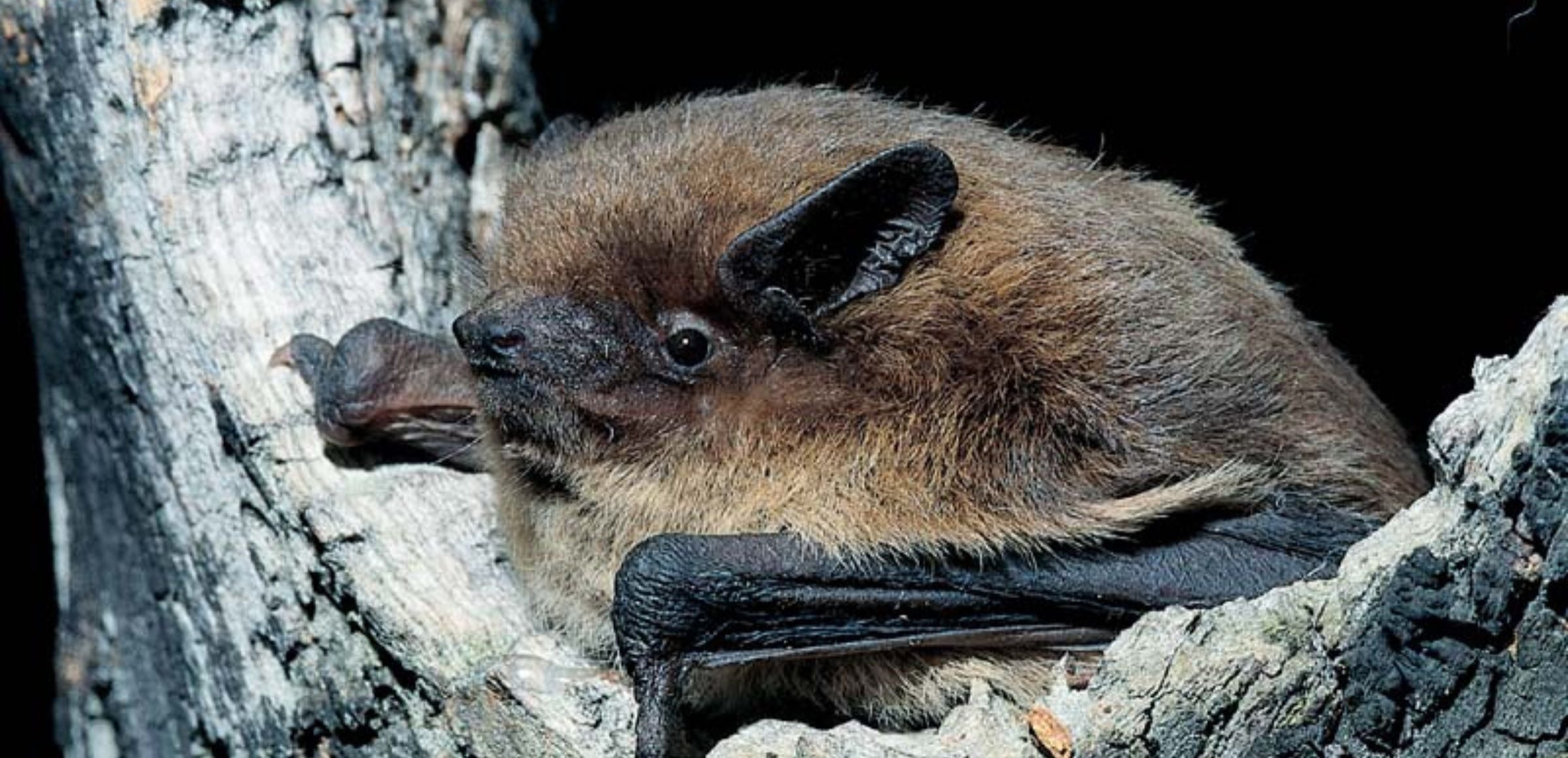 Rauhhautfledermaus, Pipistrellus nathusii (Archiv Amt für Natur)