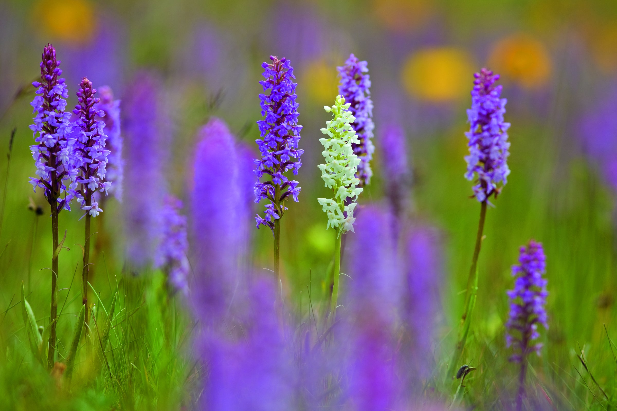 Savais’a bele che... ?